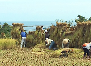 大呑グリーンツーリズム2