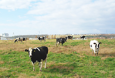 河北潟干拓地の牧場